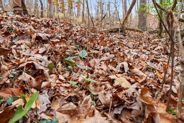 0 Retro Hughes Road, Sale Creek, TN 37373