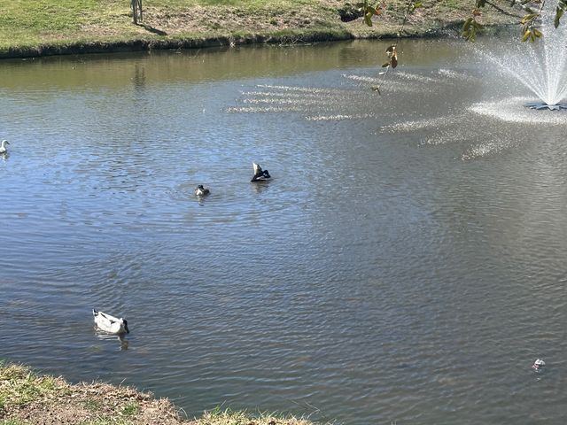 10732 Lipan Trail, Fort Worth, TX 76108