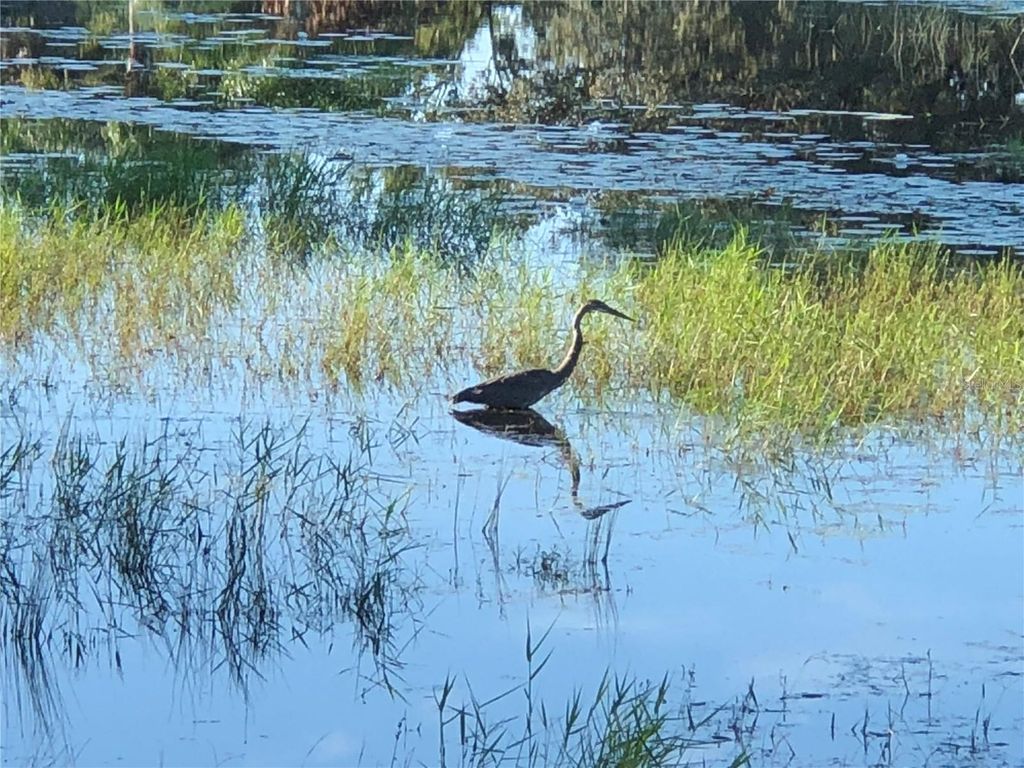 Image 99 of property listing at 5024 LONG MEADOW DRIVE, Leesburg, FL 34748