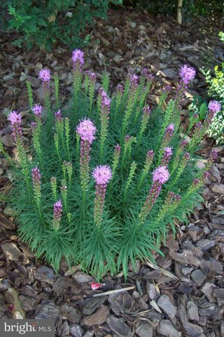 9204 BURBANK RD, Philadelphia, PA 19115