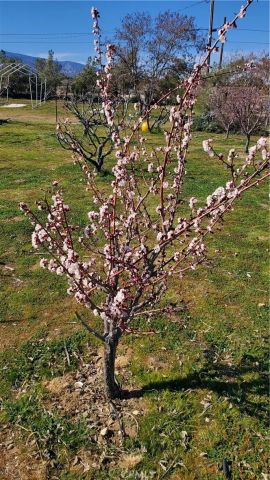 9878 Wilson Ranch, Phelan, CA 92371