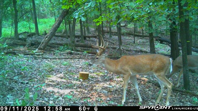 24530 & 24540 Coon Hollow Road, Gentry, AR 72734