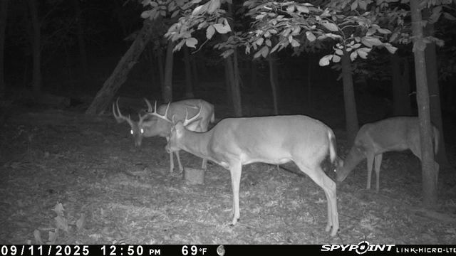 24530 & 24540 Coon Hollow Road, Gentry, AR 72734