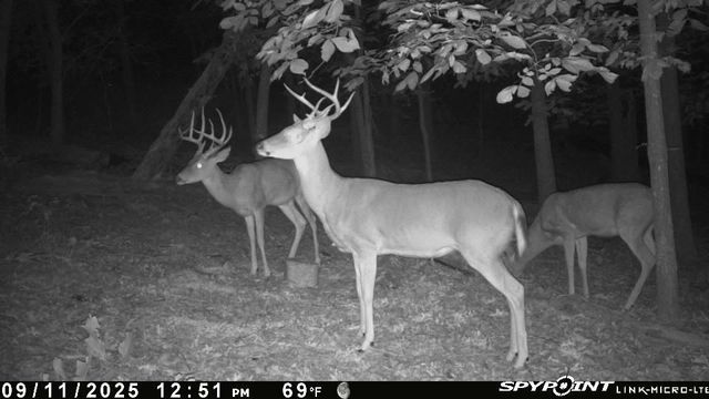 24530 & 24540 Coon Hollow Road, Gentry, AR 72734