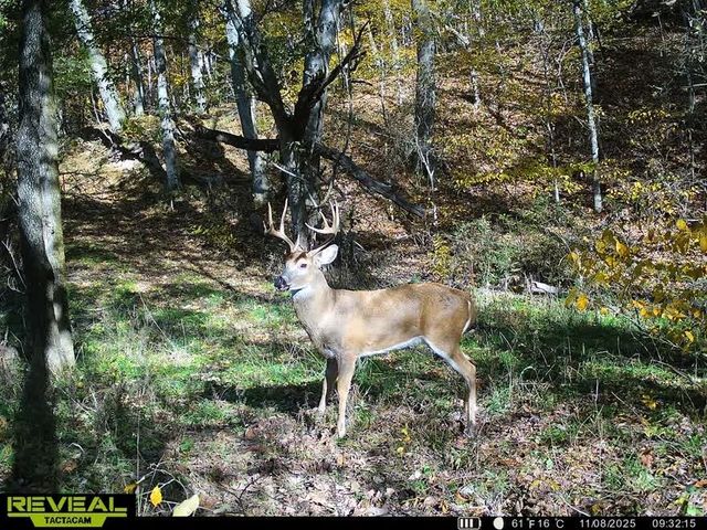 24530 & 24540 Coon Hollow Road, Gentry, AR 72734