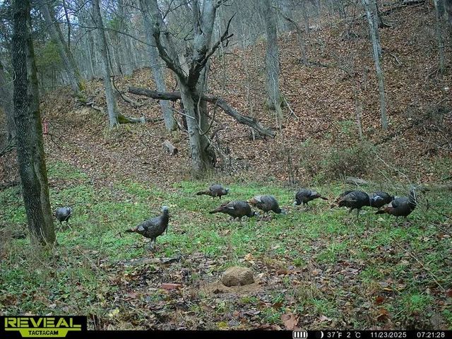 24530 & 24540 Coon Hollow Road, Gentry, AR 72734