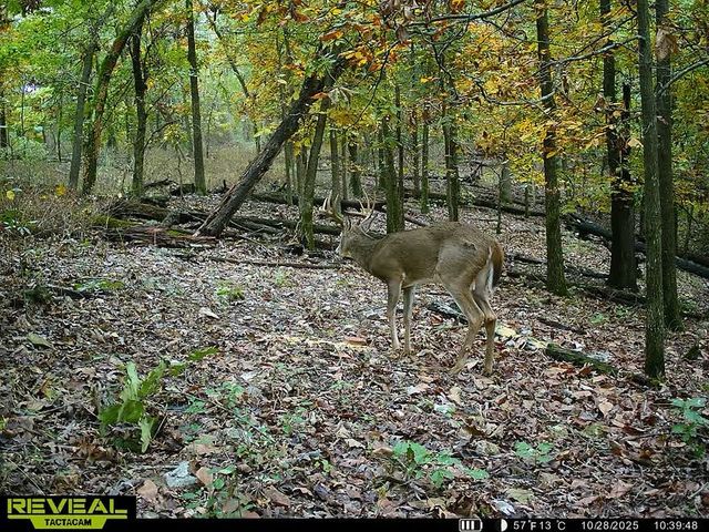 24530 & 24540 Coon Hollow Road, Gentry, AR 72734