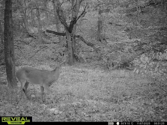 24530 & 24540 Coon Hollow Road, Gentry, AR 72734