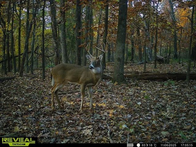 24530 & 24540 Coon Hollow Road, Gentry, AR 72734