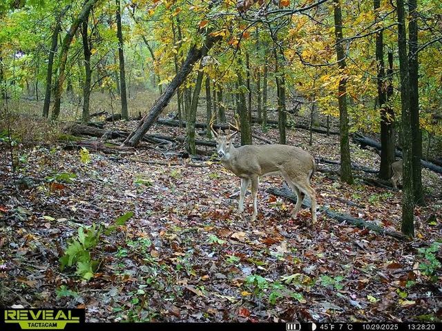 24530 & 24540 Coon Hollow Road, Gentry, AR 72734