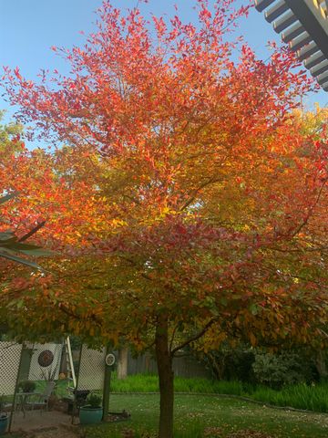 4033 Cayente Way, Sacramento, CA 95864