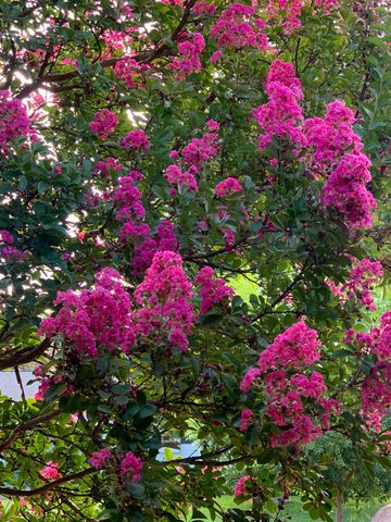 4033 Cayente Way, Sacramento, CA 95864