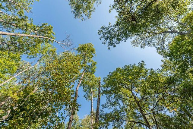 Tract B TBD Little Pine Road, Sylvan Twp, MN 56401