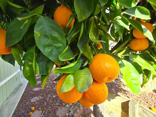 1212 H St 95, Ramona, CA 92065