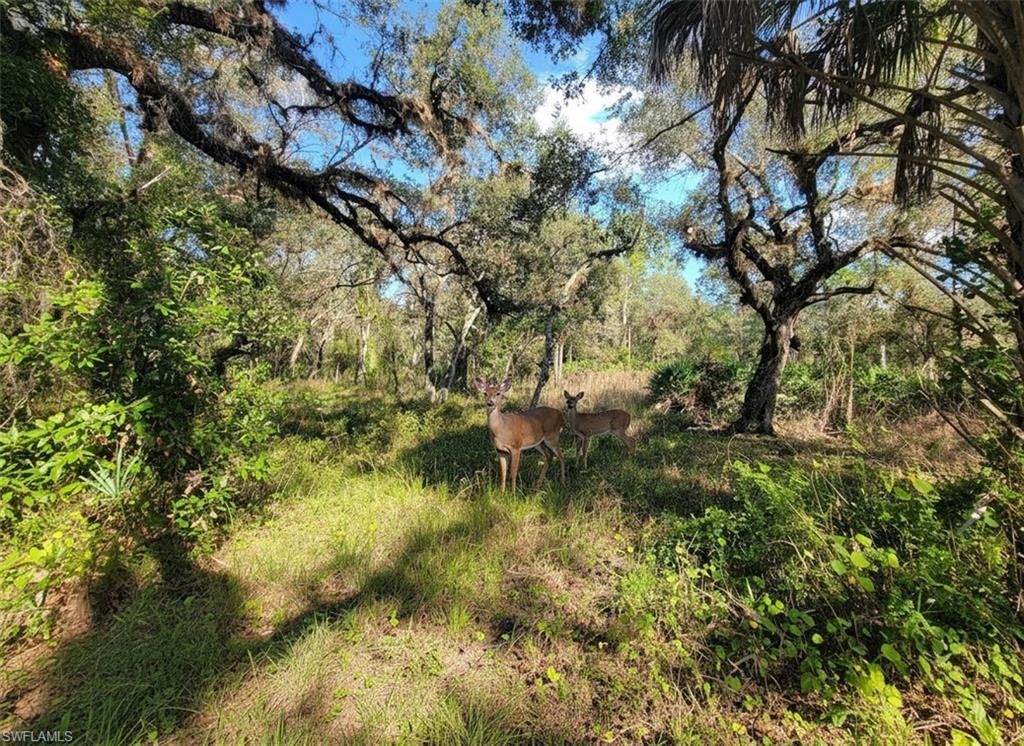 1 Catamount RD, LABELLE, FL 33975 — photo 4