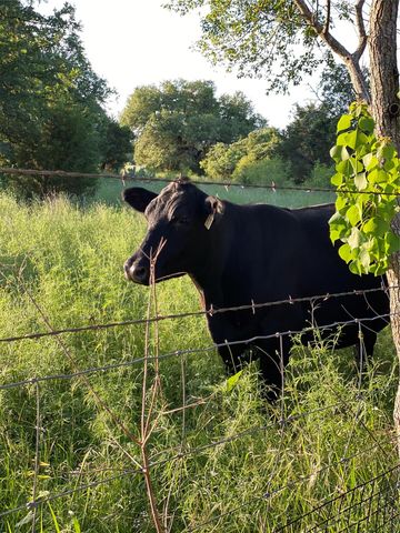 12910 Council Bluff DR, Austin, TX 78727