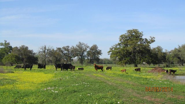 16427 Majestic Oaks Drive, Rosharon, TX 77583