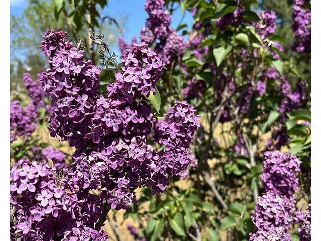 230 Agate Way, Broomfield, CO 80020