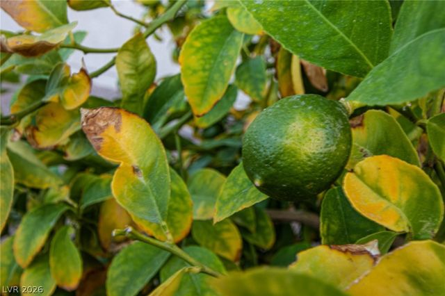 1105 Boletus Drive, Henderson, NV 89011