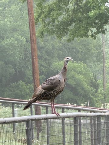 1079 Union Hill Road, Mineral Wells, TX 76067