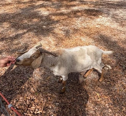 357 SW CONESTOGA WAY, Fort White, FL 32038