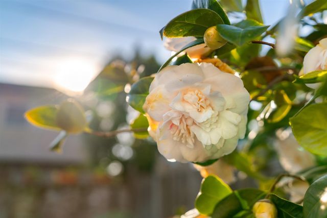 3010 Fairview Ave, Alameda, CA 94501