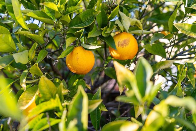 3010 Fairview Ave, Alameda, CA 94501