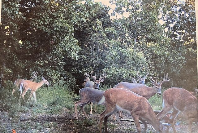 TBD Jims Trail, Rogers, AR 72756