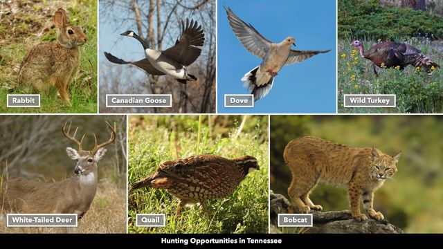 0 Cox Hollow, Dover, TN 37058