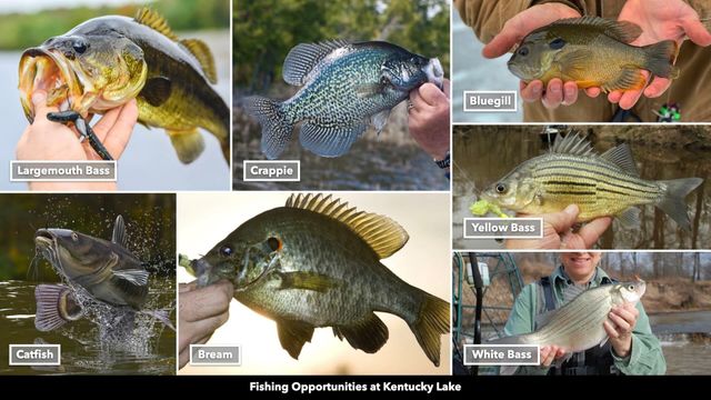 0 Cox Hollow, Dover, TN 37058