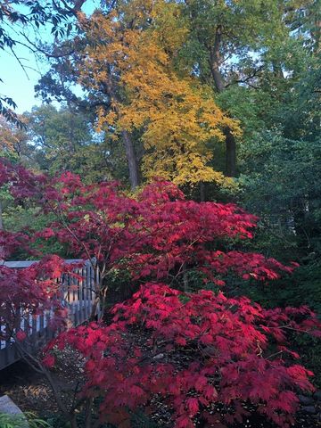 11515 BURR OAK Lane, Burr Ridge, IL 60527