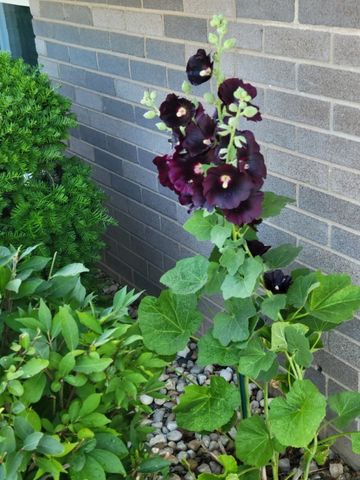 16417 66th Court, Tinley Park, IL 60477