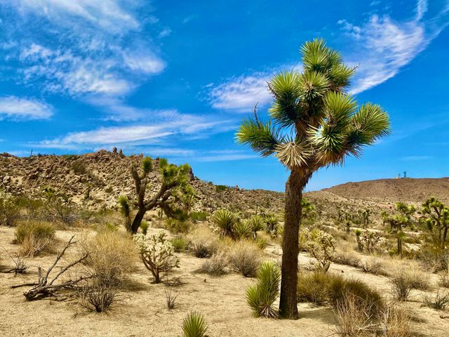 104 Bandera Road, Yucca Valley, CA 92284