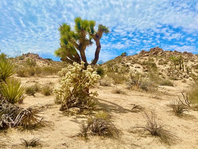 104 Bandera Road, Yucca Valley, CA 92284