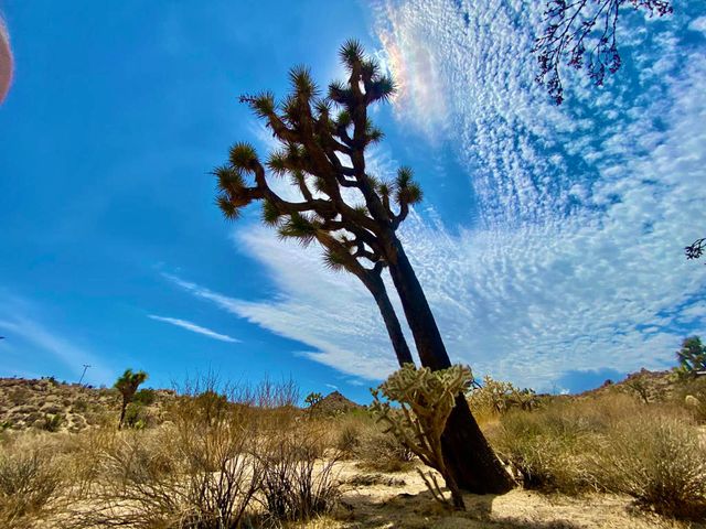 104 Bandera Road, Yucca Valley, CA 92284