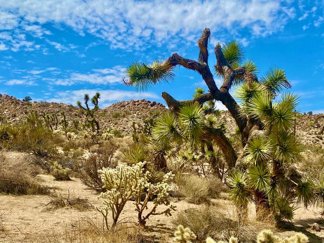 104 Bandera Road, Yucca Valley, CA 92284