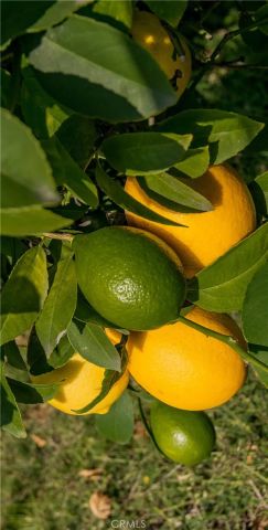 2820 N Mount Curve, Altadena, CA 91001