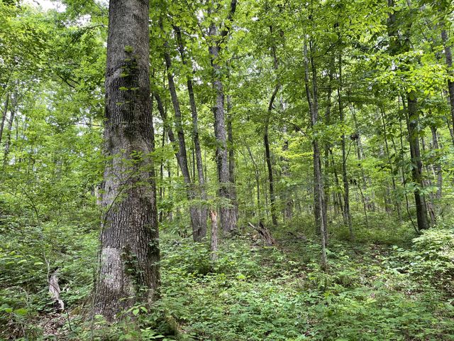 328 James Turner Rd, Tracy City, TN 37387