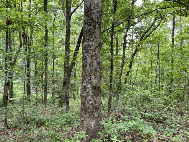328 James Turner Rd, Tracy City, TN 37387