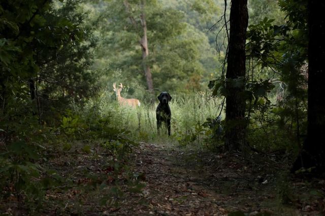 3644 State Highway Ww, Aurora, MO 65605