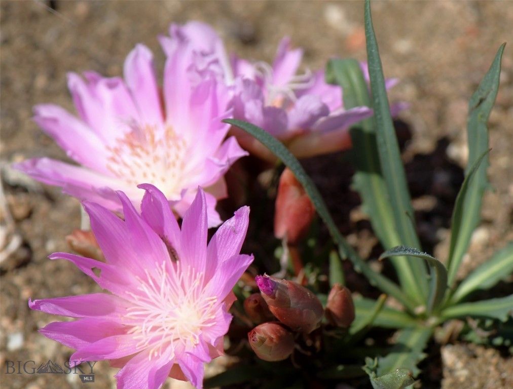 nhn Ruby Creek Road 946-18, Belfry, MT 59008 photo 18