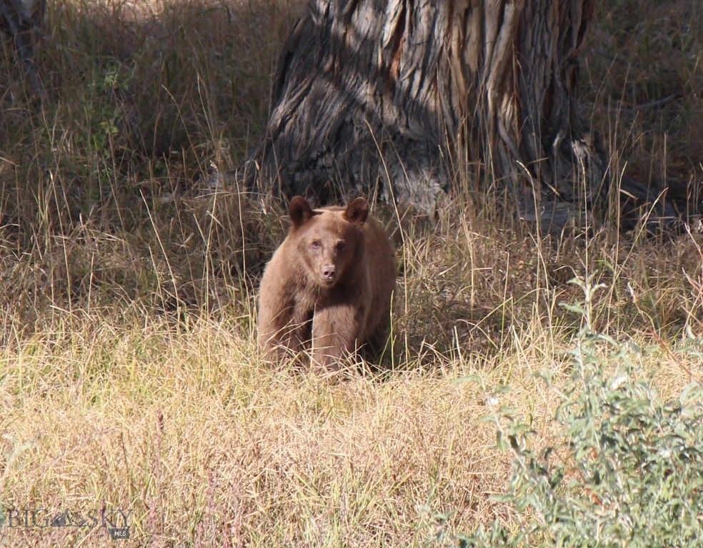 nhn Ruby Creek Road 946-18, Belfry, MT 59008 photo 32