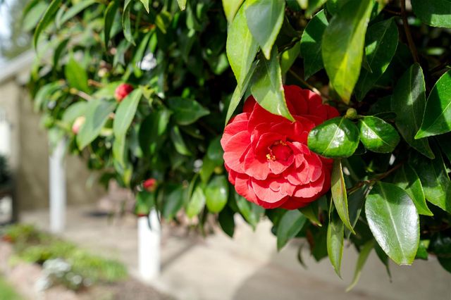 5325 Shepard Ave, Sacramento, CA 95819