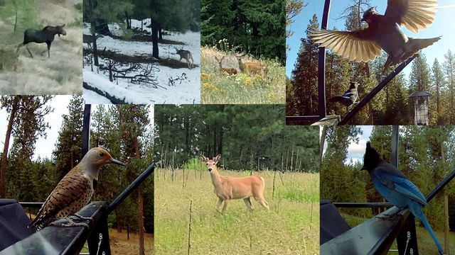 13118 NE Newman Lake Rd, Newman Lake, WA 99025
