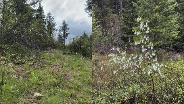 13118 NE Newman Lake Rd, Newman Lake, WA 99025