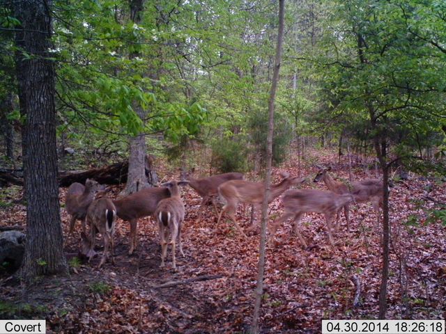 41.15 acres State Highway 506, Marion, KY 42064