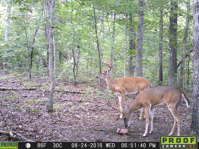 41.15 acres State Highway 506, Marion, KY 42064
