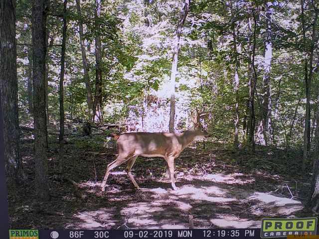 41.15 acres State Highway 506, Marion, KY 42064