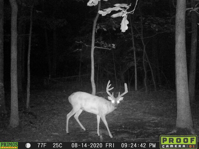 41.15 acres State Highway 506, Marion, KY 42064