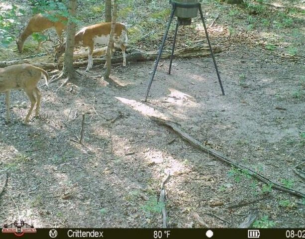41.15 acres State Highway 506, Marion, KY 42064